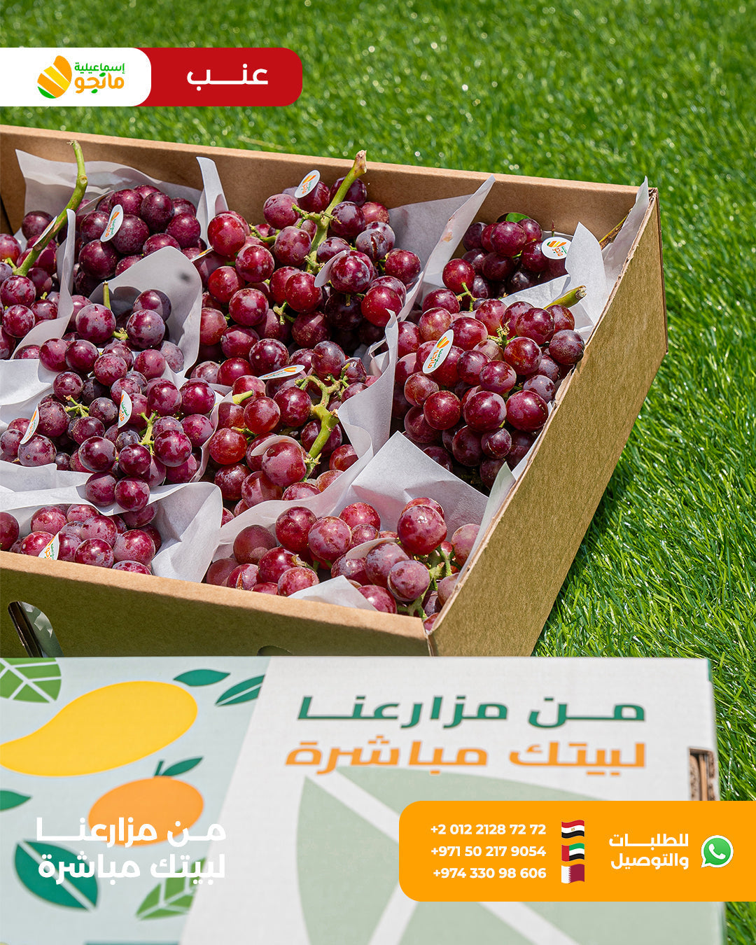 عنب أحمر