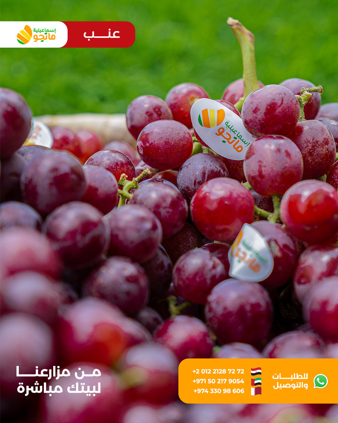عنب أحمر