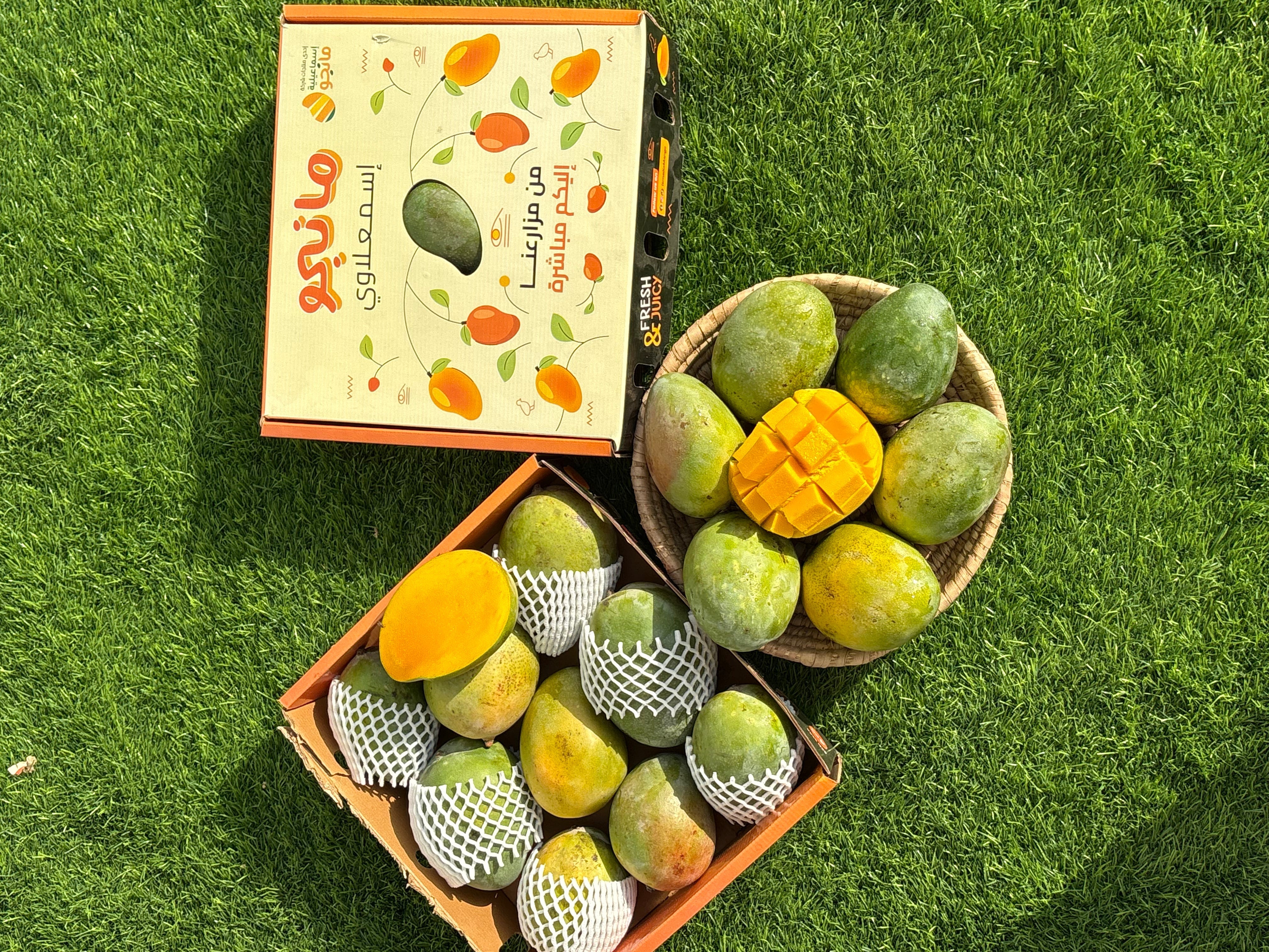 Ismailia Mango KSA