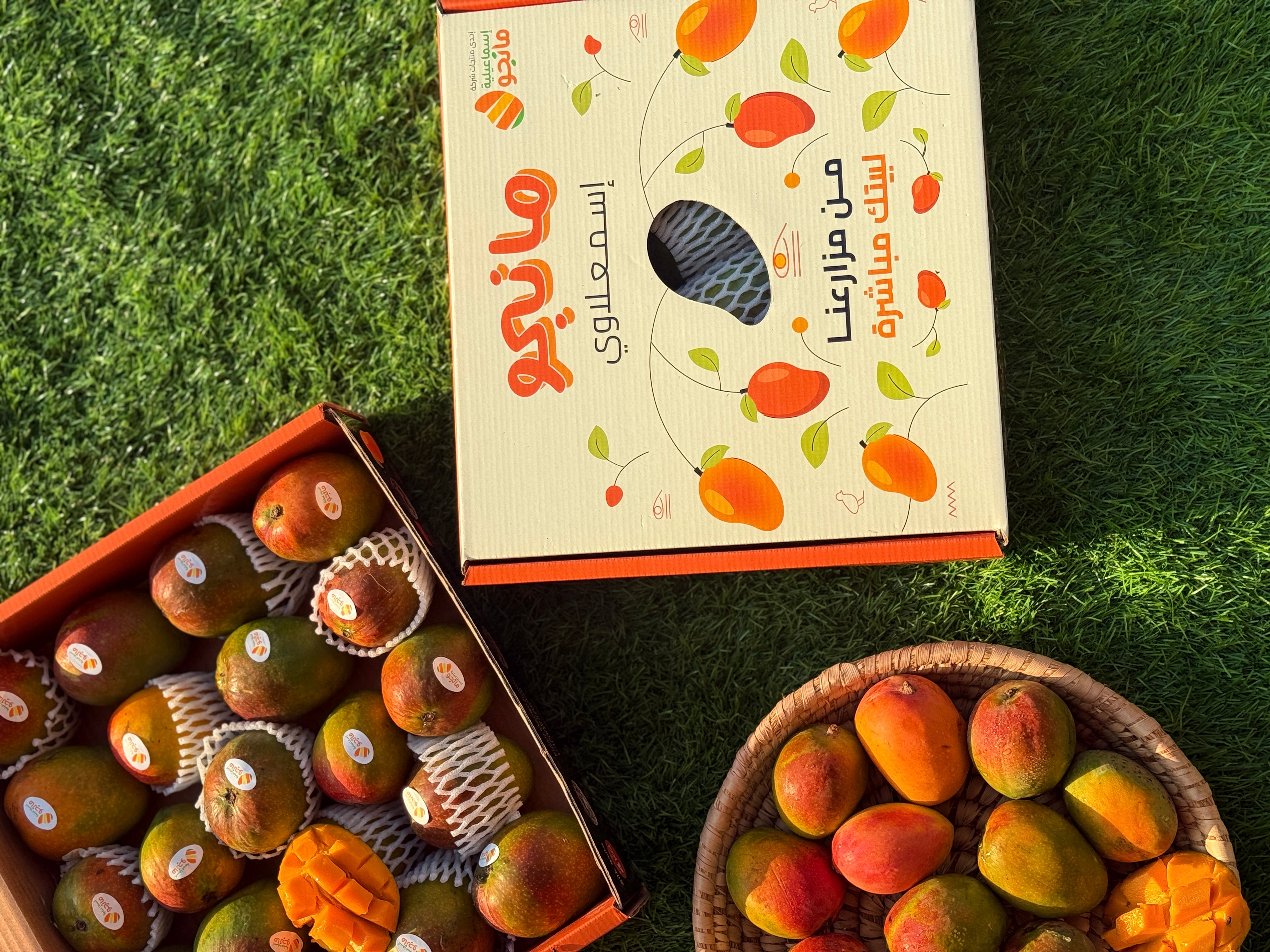 Ismailia Mango KSA
