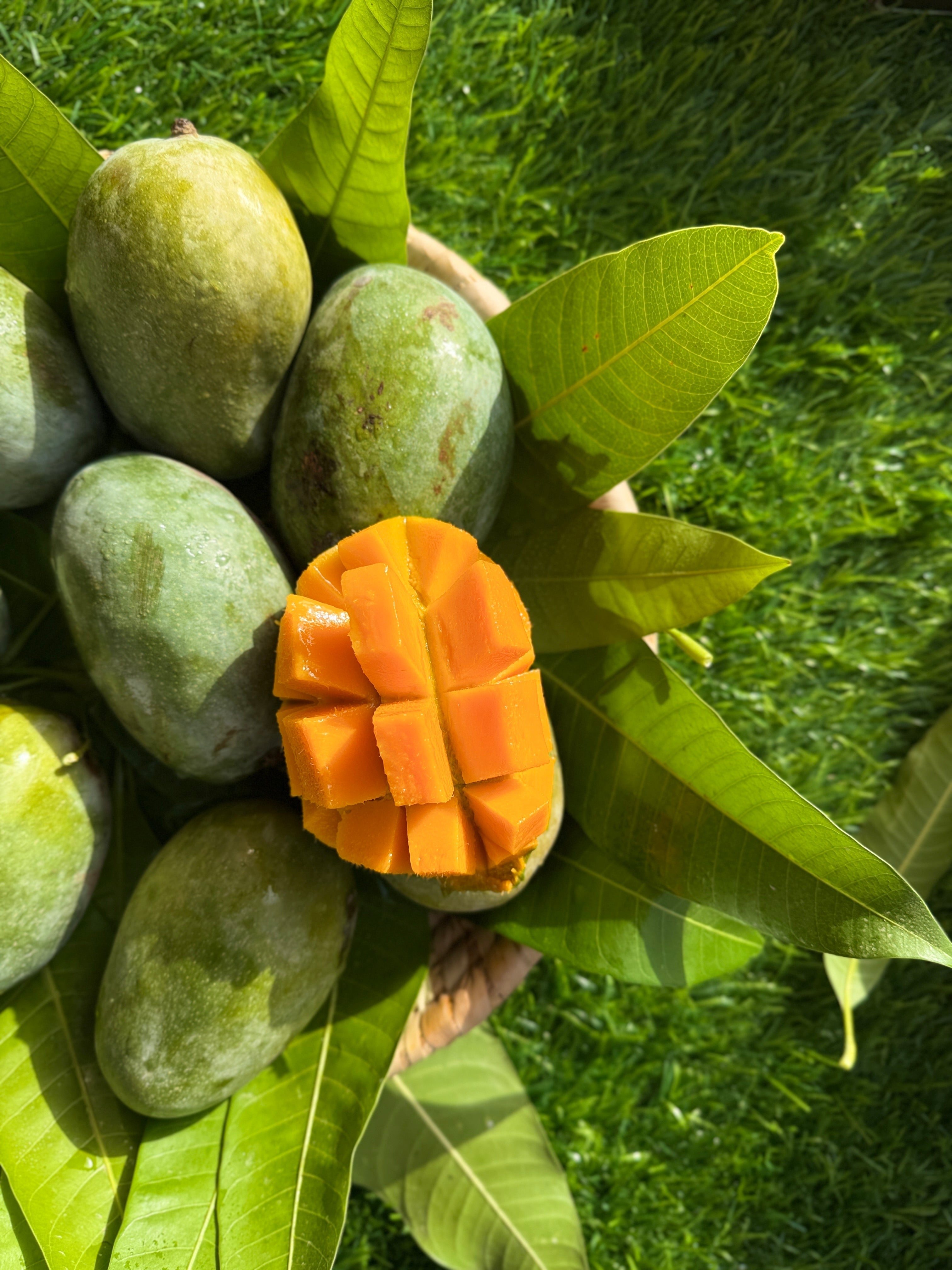 Mango Hindi