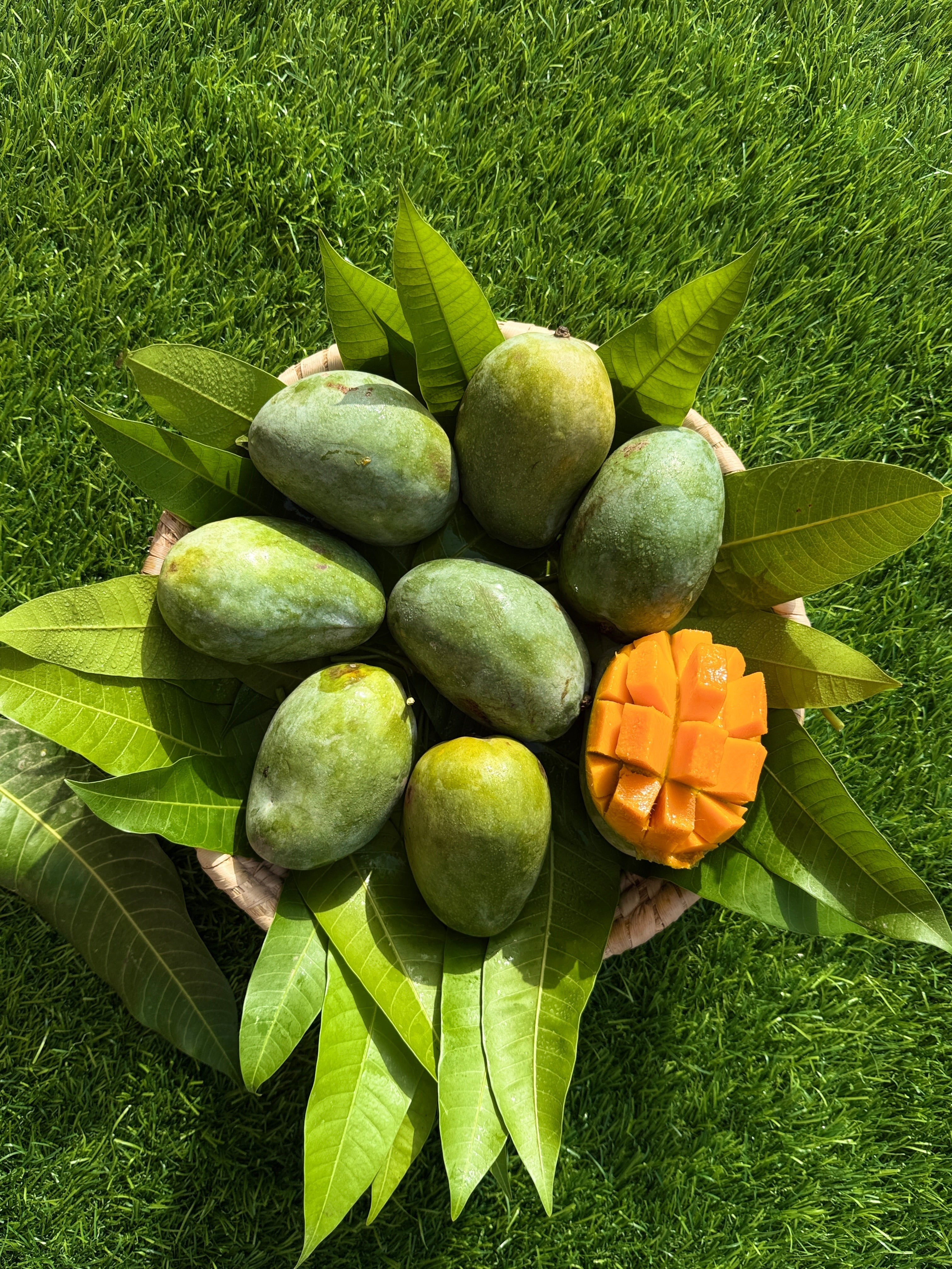 Mango Hindi